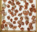 Lot: Twinned Aragonite Clusters - Pieces #103609-1